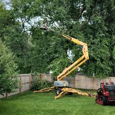 How Our Tree Care Process Works  in Le Mars, IA